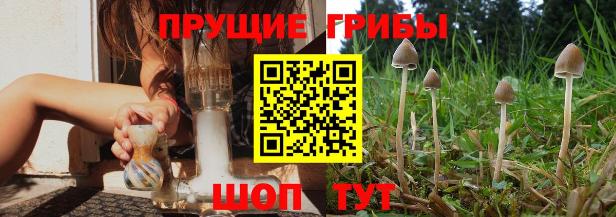 Псилоцибиновые грибы Psilocybine cubensis Щёлково